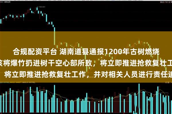合规配资平台 湖南道县通报1200年古树燃烧事件：系2名未成年小孩将爆竹扔进树干空心部所致，将立即推进抢救复壮工作，并对相关人员进行责任追究